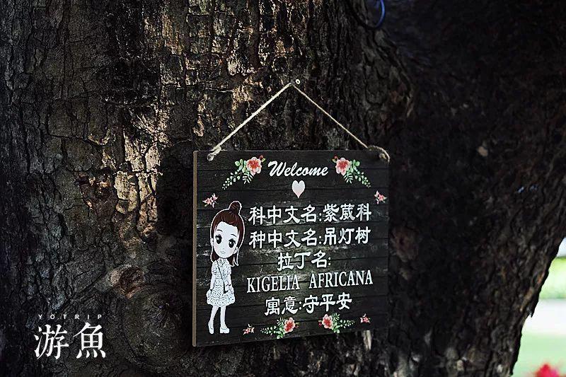 创作猫